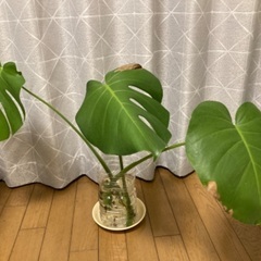 モンステラ　1株分　水耕栽培　観葉植物　苗　新芽あり
