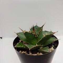 アガベ チタノタ 白鯨 親株 人氣