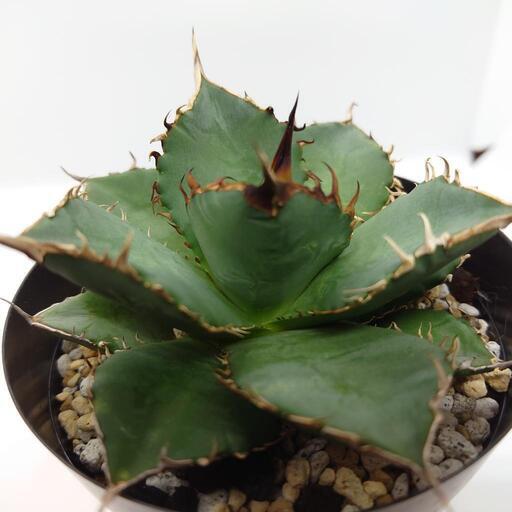 アガベチタノタ 白鯨 大株　親株 アガベ チタノタ 白鯨 親株 人氣