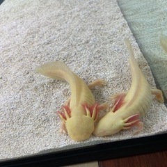 アンダーソンサラマンダー アルビノ ゴールデン5匹