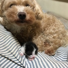 ☆ハチワレの赤ちゃんです☆仔猫☆