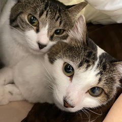 兄妹猫を引き取ってくれる方を探しております。