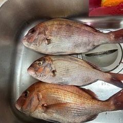 埼玉県川口市より釣り仲間募集！