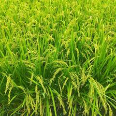 まっしぐら玄米30kg【売約済】