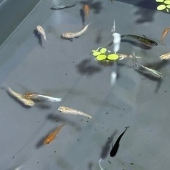 メダカ　ミックス④  30匹の画像