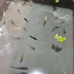 メダカ　ミックス④  30匹の画像