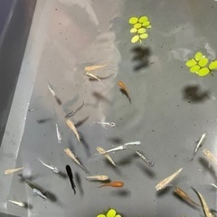 メダカ　ミックス④  30匹の画像