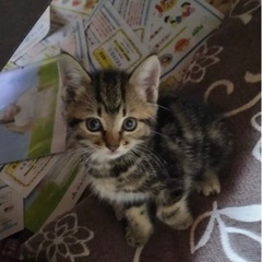 家族に迎えて頂ける方探しています!!(里親さん見つかりました!!)