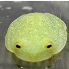 譲って下さいm(_ _)m