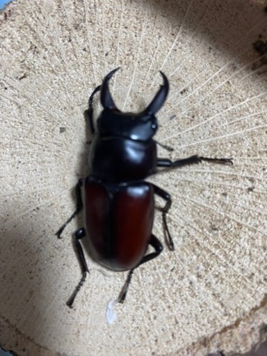 赤ドンキ　ドンキエルコクワガタ　チビ♂単　新成虫