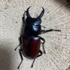 赤ドンキ　ドンキエルコクワガタ　チビ♂単　新成虫