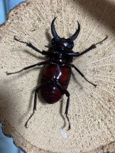 赤ドンキ　ドンキエルコクワガタ　チビ♂単　新成虫