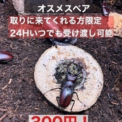 ラスト！8月16日採取の天然ノコギリクワガタ水牛型ペア、ピカピカ...