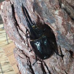 北海道芦別市カナディアンワールド昆虫館カブトムシクワガタ展示販売