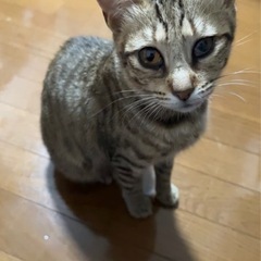 見つかりました！