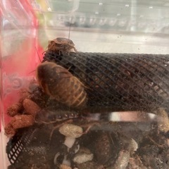 デュビアとイエコ