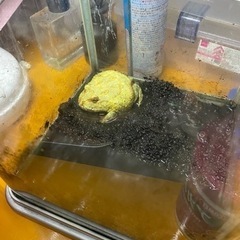 ツノガエル