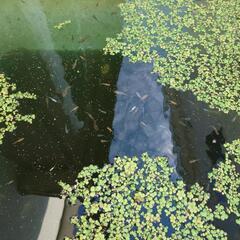 メダカミックス一匹50円10匹〜承りますの画像