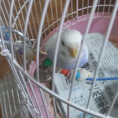 セキセイインコ　メス