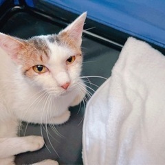 人懐っこい野良猫 男の子 推定1～2歳
