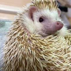 ハリネズミシナモンメス