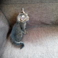 野良猫の子猫です😌