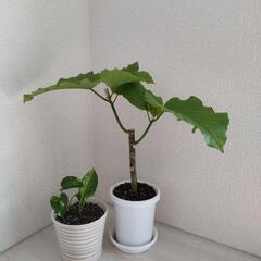 フィカスウンベラータ 観葉植物 約45cm