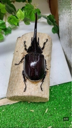 ネプチューンオオカブトペア※クワカブの交換または買取でお取引させていただきたいです。