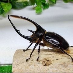 ネプチューンオオカブトペア※クワカブの交換または買取でお取引させ...