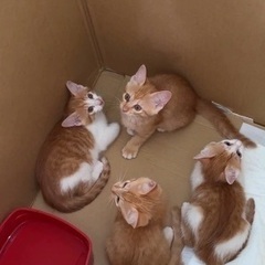 子猫