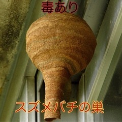 東北ハチ駆除専門🐝【7000円〜】当日予約OK‼️私がご訪問します - 害虫/害獣駆除