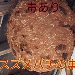 東北ハチ駆除専門🐝【7000円〜】当日予約OK‼️私がご訪問します - 仙台市