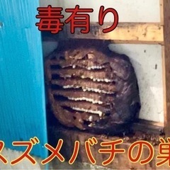 東北ハチ駆除専門🐝【7000円〜】当日予約OK‼️私がご訪問します - 地元のお店