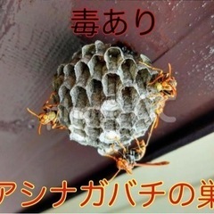 東北ハチ駆除専門🐝【7000円〜】当日予約OK‼️私がご訪問します − 宮城県