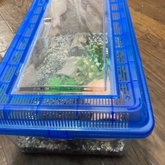 飼育セット付きケースです。