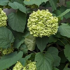 ドライフラワー　アジサイ　アナベル　花　材料