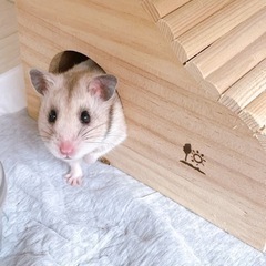 ゴールデンハムスター(里親様決定致しました。有難うございます。)