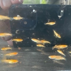【メダカ】紅帝ラメひれ長　若魚サイズ　1ペア＋メス1