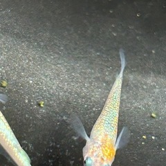 メダカ、水草、アクアリウム