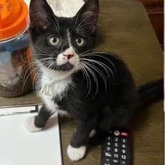 白黒ハチワレ