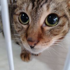 保護猫☆里親会