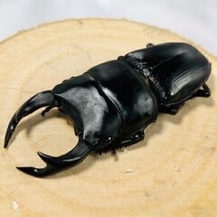 国産オオクワガタ ペア ♂64mm ♀44mm おうち時間のおと...
