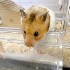 ゴールデンハムスター2才の男の子です。(兄弟ともに引き取っていただける事になりました。有難うございます。) - 高松市