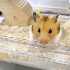 ゴールデンハムスター2才の男の子です。(兄弟ともに引き取っていた...