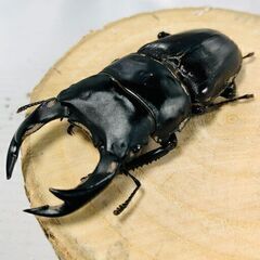 国産オオクワガタ オス単 ♂69mm おうち時間のおともに！！㉔...