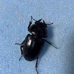 手渡し可能　トリオ 77mm 新 成虫 久留米産 オオクワガタ ♂1 ♀2の画像