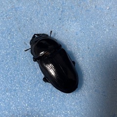 手渡し可能　トリオ 77mm 新 成虫 久留米産 オオクワガタ ♂1 ♀2の画像