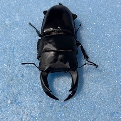 手渡し可能　トリオ 77mm 新 成虫 久留米産 オオクワガタ ♂1 ♀2の画像