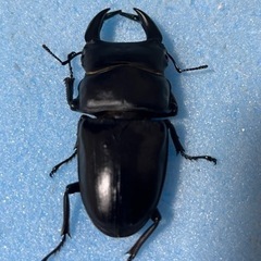 手渡し可能　トリオ 77mm 新 成虫 久留米産 オオクワガタ ♂1 ♀2の画像