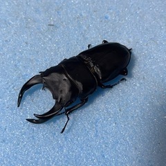 手渡し可能　トリオ 77mm 新成虫 久留米産 オオクワガタ ♂...
